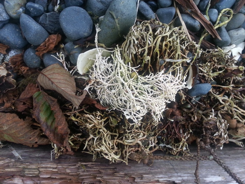 Beautiful bead corral washed up on the beach in Sointula